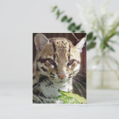 Ocelot Postkarte (Stehend Vorderseite)