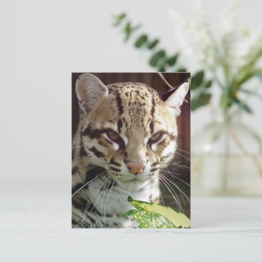 Ocelot Postkarte (Stehend Vorderseite)