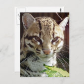 Ocelot Postkarte (Vorne/Hinten)