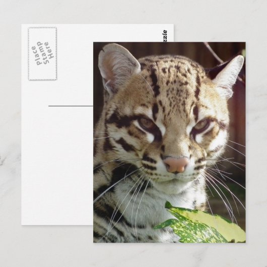 Ocelot Postkarte (Vorne/Hinten)