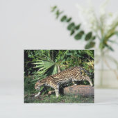 Ocelot Postkarte (Stehend Vorderseite)