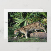 Ocelot Postkarte (Vorne/Hinten)
