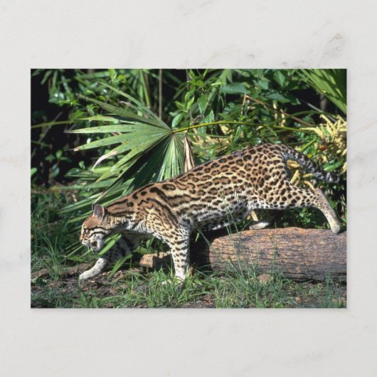 Ocelot Postkarte (Vorderseite)
