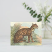 Ocelot Postkarte (Stehend Vorderseite)