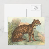 Ocelot Postkarte (Vorne/Hinten)