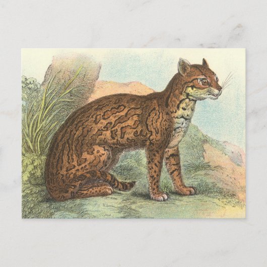 Ocelot Postkarte (Vorderseite)
