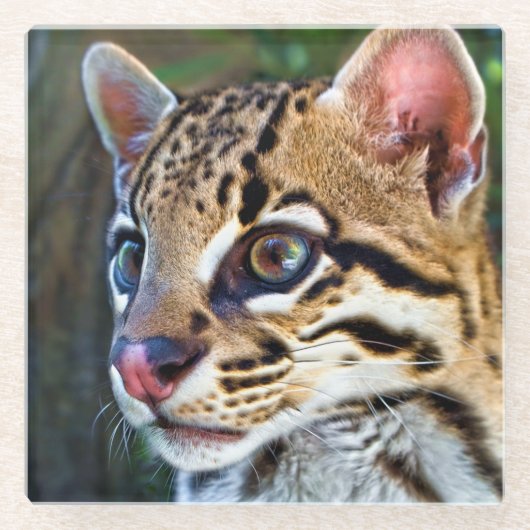 Ocelot - Wild Mini Jaguar Glasuntersetzer (Vorderseite)