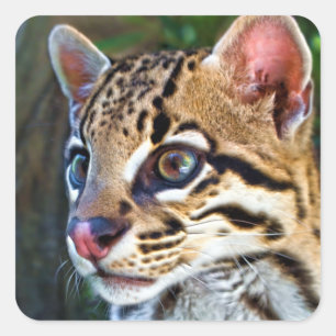 Ocelot - Wild Mini Jaguar Quadratischer Aufkleber