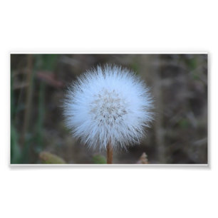 Ochoco Black Canyon Blume Flora Wildblume Fotodruck