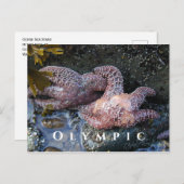 Ochre Sea Stars, Tide Pool, Olympischer Nationalpa Postkarte (Vorne/Hinten)