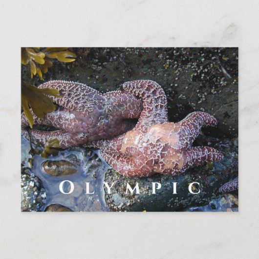 Ochre Sea Stars, Tide Pool, Olympischer Nationalpa Postkarte (Vorderseite)