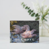 Ochre Sea Stars, Tide Pool, Olympischer Nationalpa Postkarte (Stehend Vorderseite)