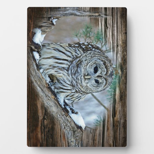 Ochse Fotoplatte (Vorderseite)