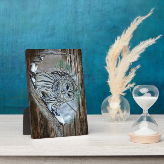 Ochse Fotoplatte (Seite)