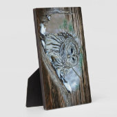 Ochse Fotoplatte (Seite)