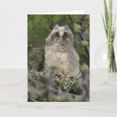 Ochse Karte (Vorderseite)