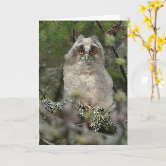 Ochse Karte (Gelbe Blume)