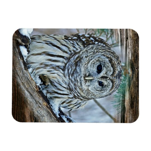 Ochse Magnet (Horizontal)