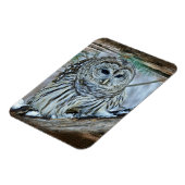 Ochse Magnet (Linke Seite)