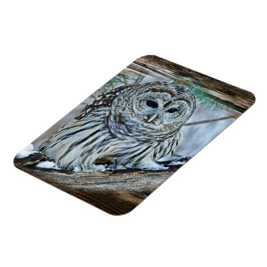 Ochse Magnet (Linke Seite)