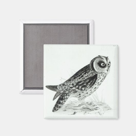 Ochse Magnet (Vorderseite/Rückseite)