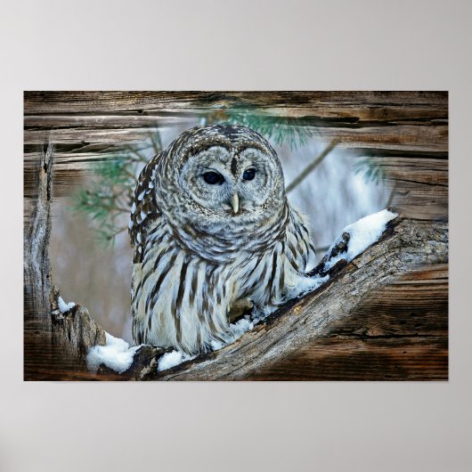 Ochse Poster (Vorne)