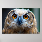 Ochse Poster (Vorne)