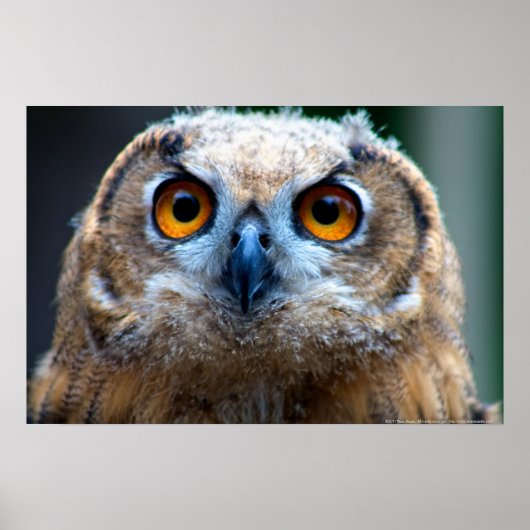 Ochse Poster (Vorne)