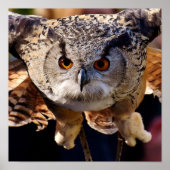 Ochse Poster (Vorne)