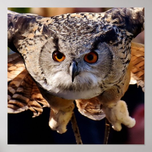 Ochse Poster (Vorne)