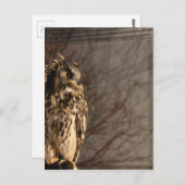 Ochse Postkarte (Vorne/Hinten)