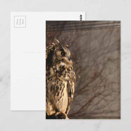 Ochse Postkarte (Vorne/Hinten)