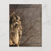 Ochse Postkarte (Vorderseite)