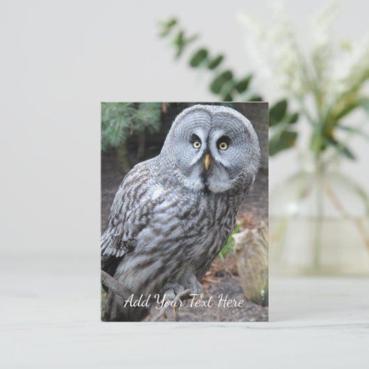 Ochse Postkarte (Stehend Vorderseite)