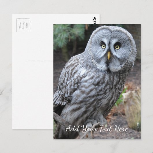 Ochse Postkarte (Vorne/Hinten)