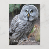 Ochse Postkarte (Vorderseite)