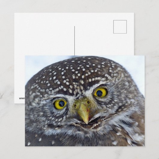 Ochse Postkarte (Vorne/Hinten)