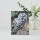 Ochse Postkarte (Stehend Vorderseite)