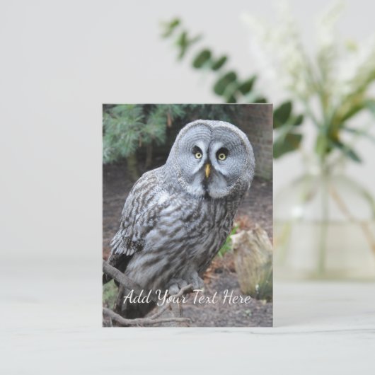 Ochse Postkarte (Stehend Vorderseite)