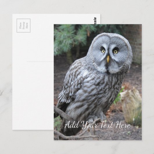 Ochse Postkarte (Vorne/Hinten)