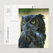 Ochse Postkarte (Vorne/Hinten)