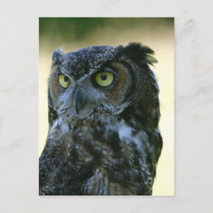 Ochse Postkarte