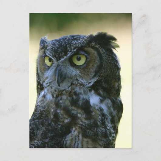 Ochse Postkarte (Vorderseite)