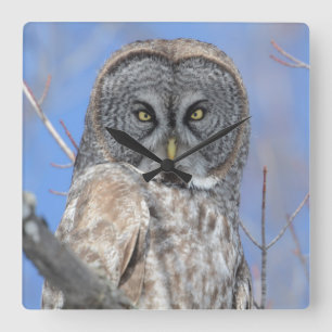 Ochse Quadratische Wanduhr