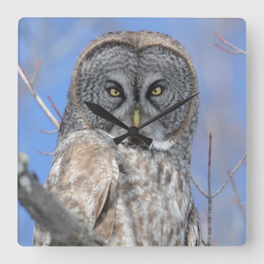 Ochse Quadratische Wanduhr (Vorderseite)