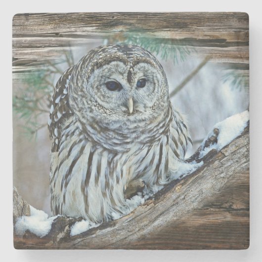 Ochse Steinuntersetzer (Vorderseite)