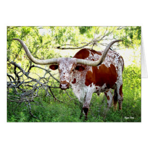 Ochse Texas Longhorn