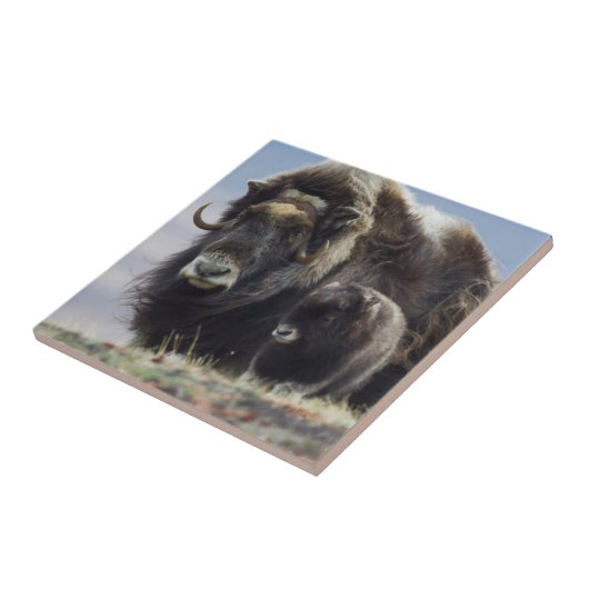 Ochsen mit Kalb Fliese (Seite)