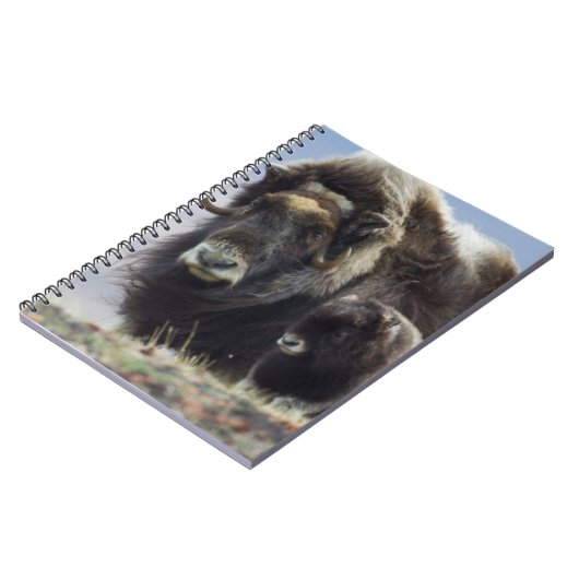 Ochsen mit Kalb Notizblock (Linke Seite)