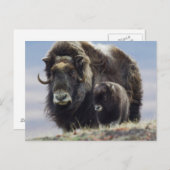 Ochsen mit Kalb Postkarte (Vorne/Hinten)